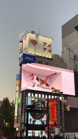 猫ちゃん#kenshuseijapan🇮🇩🇯🇵🎌 #magangjepang #bismillahfyp #fyppppppppppppppppppppppp 