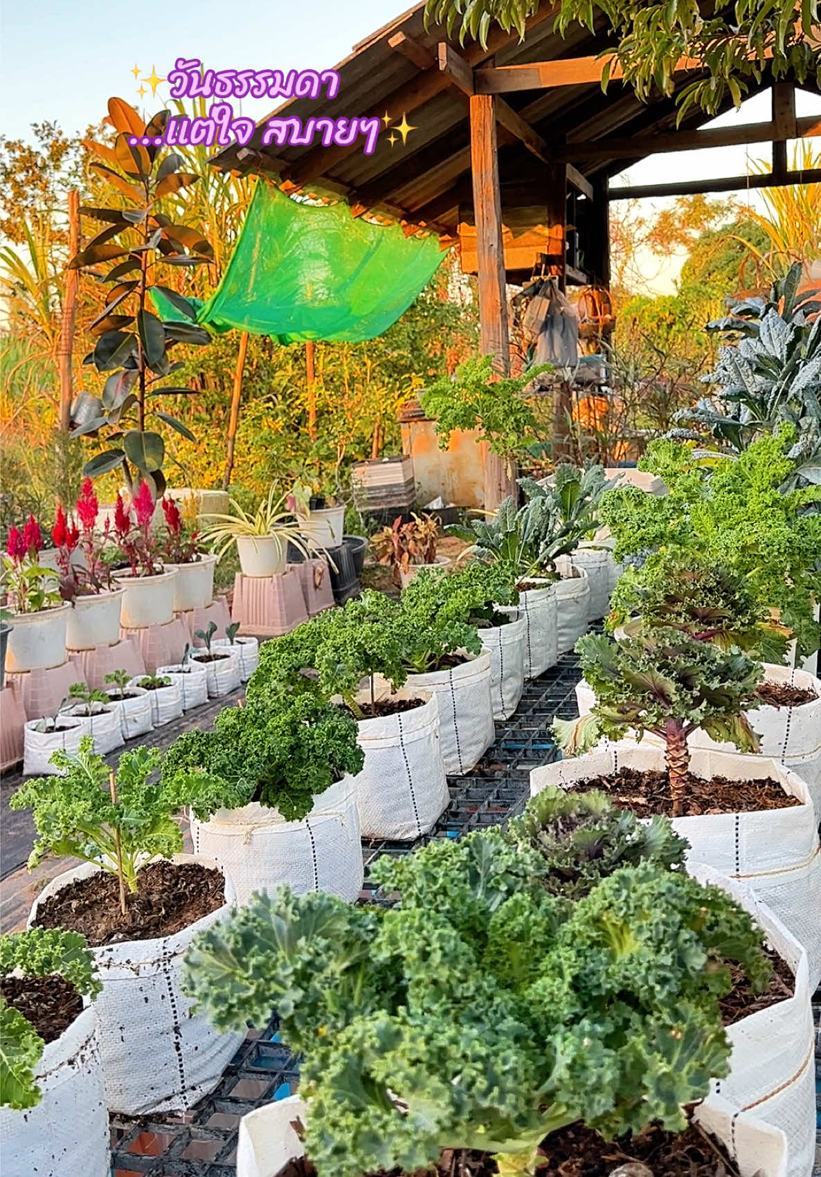 วันธรรมดาเเต่ใจสบายๆ สวนผักเคลภาคอีสาน #ผักเคล#เกษตรอินทรีย์ #ปลูกผัก #ผักปลอดสาร #ผักสวนครัว