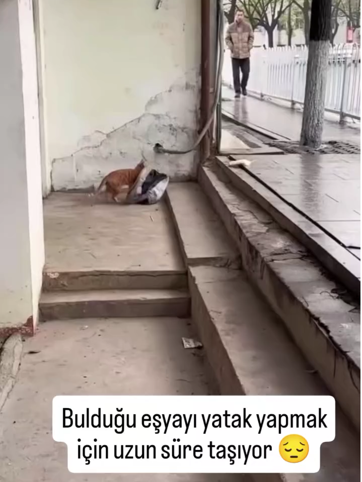 Anne kedi bulduğu eşyayı yavrularına yatak yapmak için uzun süre taşıdı #foryourpage #catsvideo #animallover #keşfet #tiktoktürkiye