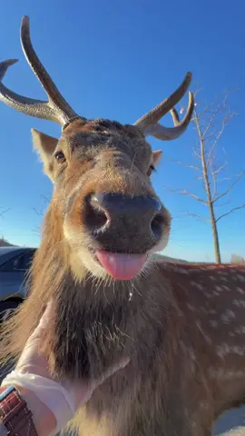 鹿：你又来摸我胸毛了#cute #deer #lovely #animals #fun 