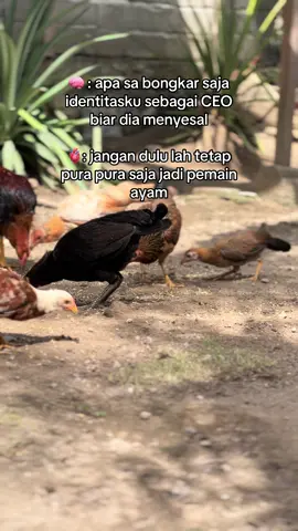 🙊🙊🙈🙈 #powermax #ayamphilipin🇵🇭 #fypシ゚ #ayamphilipin #fyp #gorontalo #pohuwato 