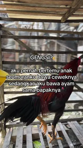 lucu sekali #salamsatuhobby #ayambangkokindinesia #pecintaayamindonesia #peternakmuda 