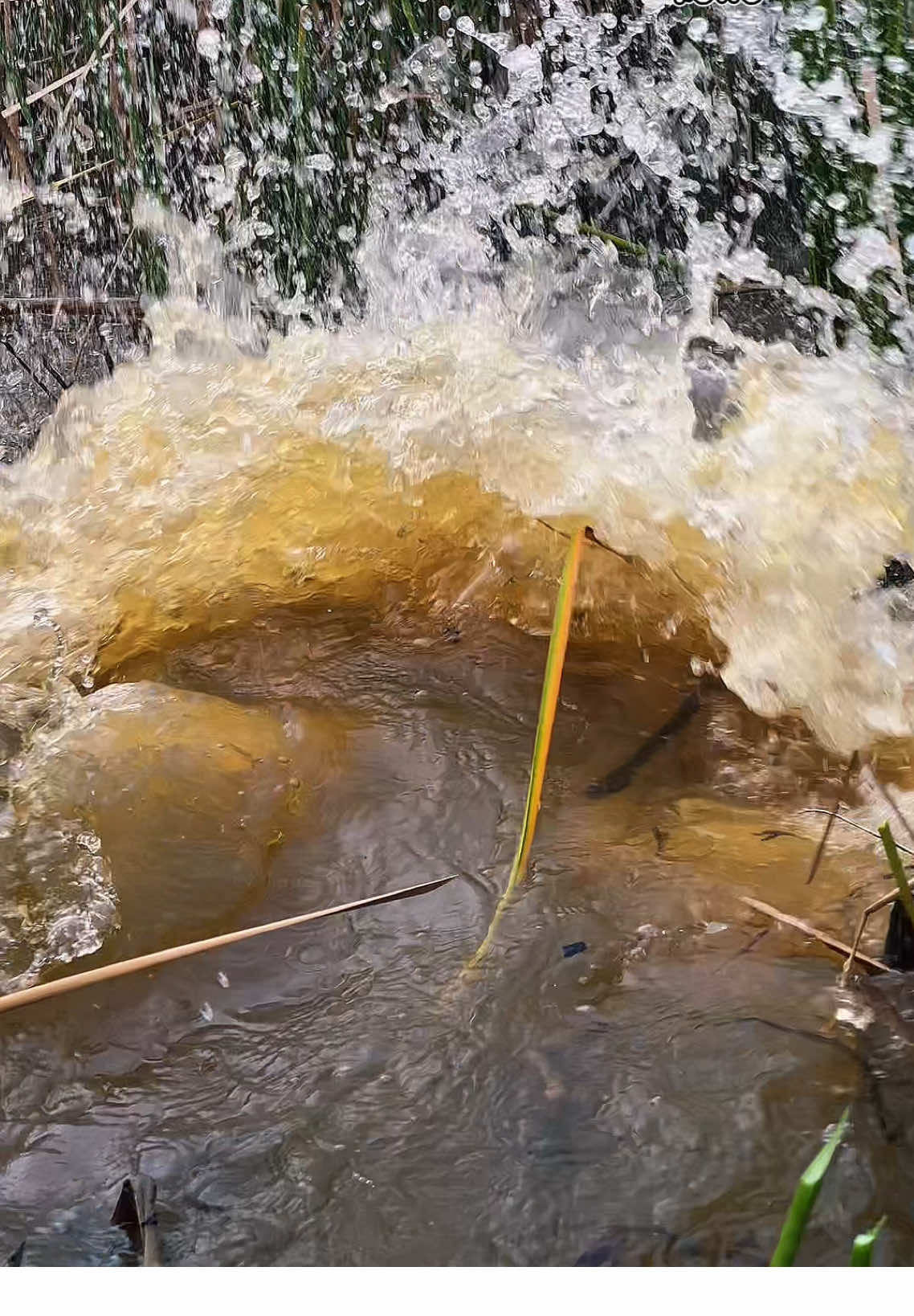 Kesabaran setipis tisu 😂😂😂 #pejuangrowo #fyp #fypage #fypp #mancing 