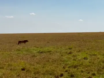 Naatana and Mama earless  Protecting their young foundation of their rebuilding pride #lion #justiceforolobor #foryoupage #fyp #justiceforlorkulup 