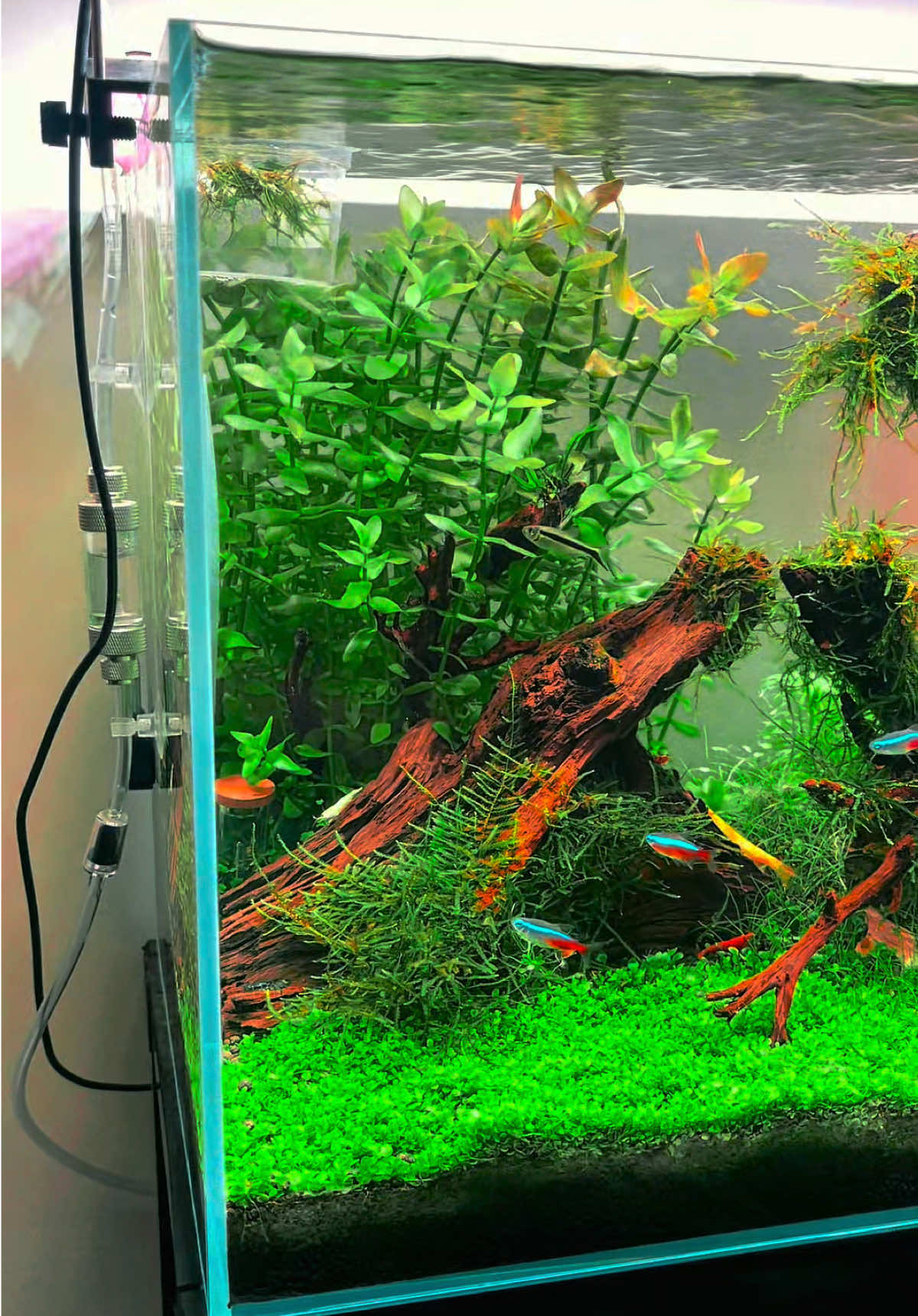 Aquascape Jungle Style #GeoJungle #Aquascape #aquarium #bacteria 