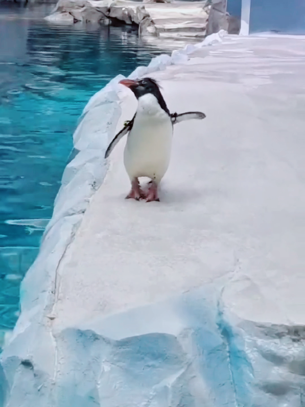 The Ultimate Funny Penguin Antics Compilation! 🐧😆 #penguin #funny #fyp 