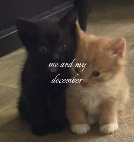 <3 #xyzbca #viral #animals #fyp #bsf 