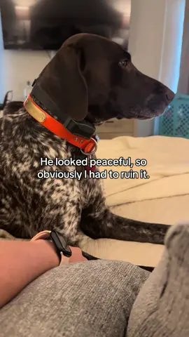 Payback 🙃 #gspsoftiktok #gspoftheday #gsp #doggo #dogtok 
