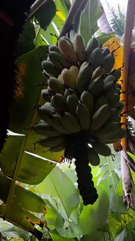 Pisang dan Kelelawar