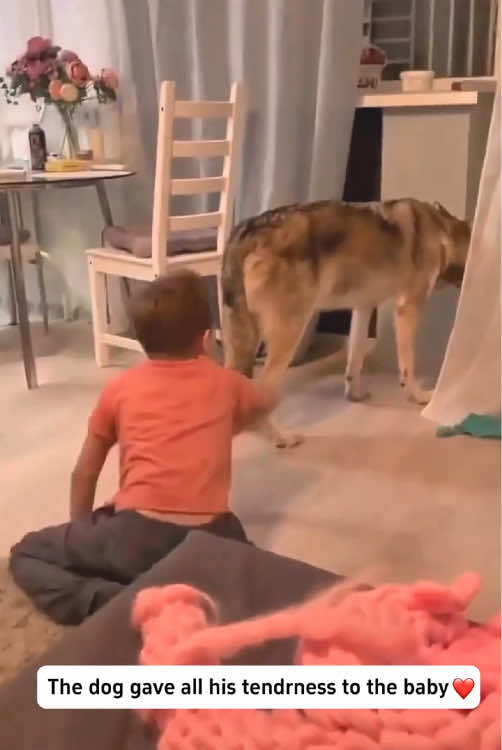 The dog poured all its tenderness into the baby❤️🥰#dog #baby #Love #bestfriend #fyp 