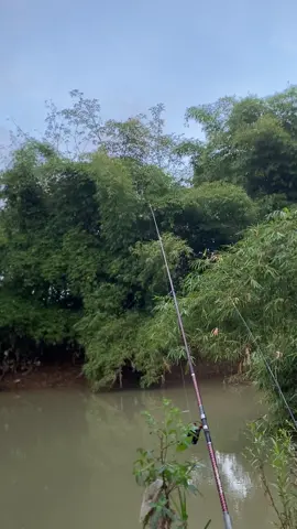 Toh entek entekno bekuk en sampek dempleng#mancingmania #mancingliar #mancing #tiren #baung 