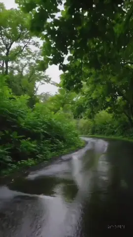 #fyp #kehidupandidunia #catlovers #kucinglucu #