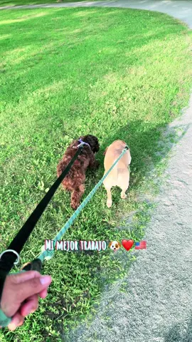 Mi mejor trabajo 🥰 #parati #dogsitter #roversitter #rover #doglover 