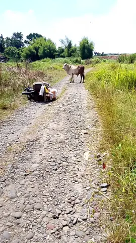 lanjutan video yang kemaren, rasa campur aduk 🤣🤣🤣🤣🤣. #sapiedan,