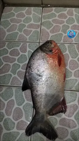 hasil mancing ikan bawal kolam harian jos #Mancing #ikanbawal #kolamharian