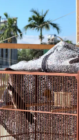 Phơi nắng sáng dành cho lông mới…. Ép nắng rất nhiều khi chim thiếu nắng… khi chim đã đủ nắng thì bắt đầu cho chim vào chế độ nghĩ ngơi giảm phơi lại #HoàiChuột #XoèVương 