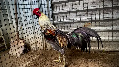 Tháng nữa ra cái siêu phẩm nha ae❤️#aexemvui🐓🌾🌾 #gà_chọi_việt_nam #xuhuong 