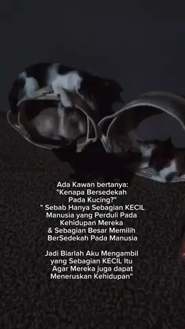 Kucing juga Memerlukan Perlindungan,Makanan & Kasihsayang😔 #sedekah #sayangkucing #pencintakucing #CapCut 