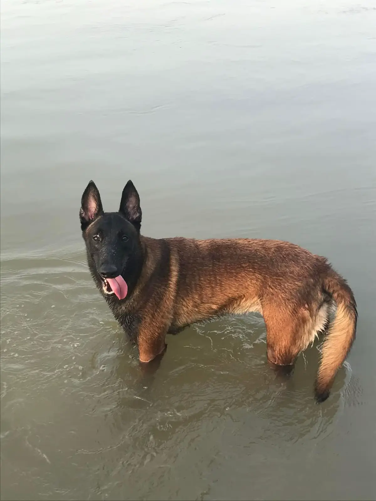 AE chăn nuôi lưu ý #traibecgie96 