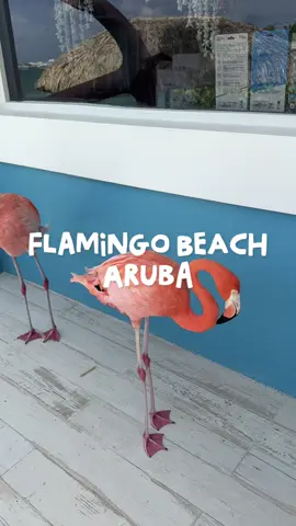 If you’re in Aruba you HAVE to go!!!