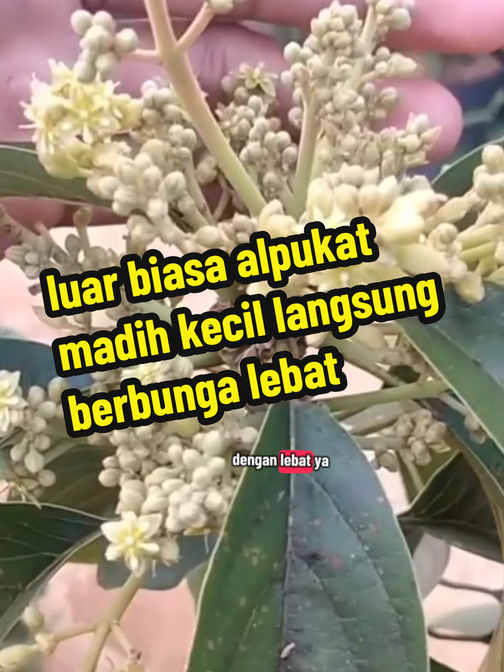 pupuk paling ampuh pohon alpukat masih kecilpun langsung berbunga lebat#pupukorganik #alpukatkocok #alpukat #semua #alpukatmentega 
