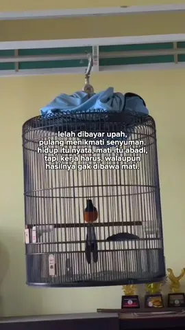 🙂#muraibatuindonesia #muraibatu #kicaumaniaindonesia #kicaumania #muraibatutulungagung 