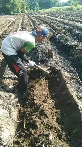 #kerjo#keprastebu#fyppppppp 