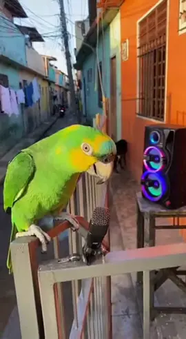 Louro cafuné mandou na lata ! 😁