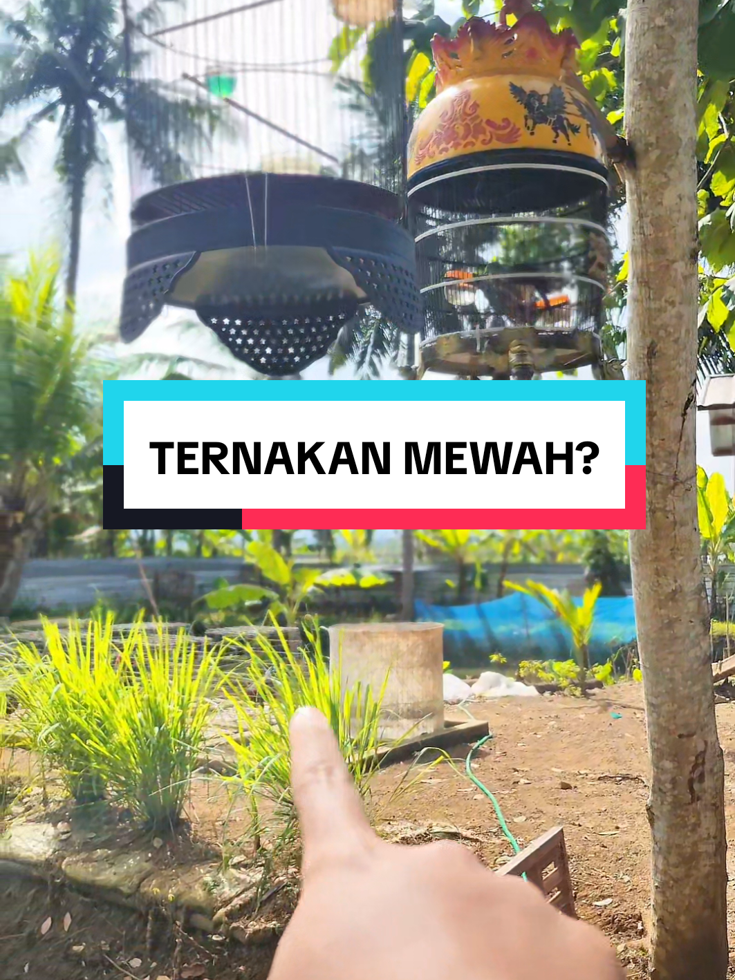 Membalas @tukipin.hereksama saja ko #ternakayam #ayam #fypシ゚viral🖤tiktok 