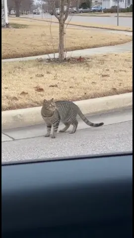 Unlucky cat #funny #funnyvideos #funnycat 