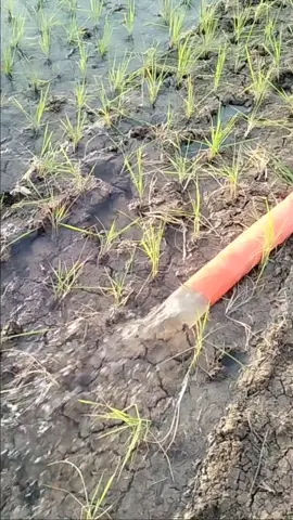 semoga hujan cepat turun  #ip32 #padi  #petanimuda #bismillahfyp 