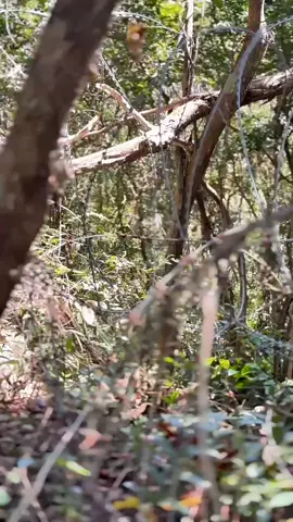 #เทรนด์วันนี้ #ลายพรางสายฮา #ทหารไทย #ทหารชายแดนไทยกัมพูชา 