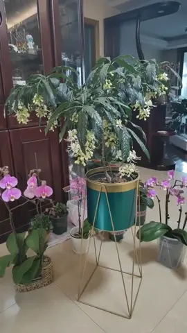 Dạ Ngọc minh châu đã bắt đâu nở 