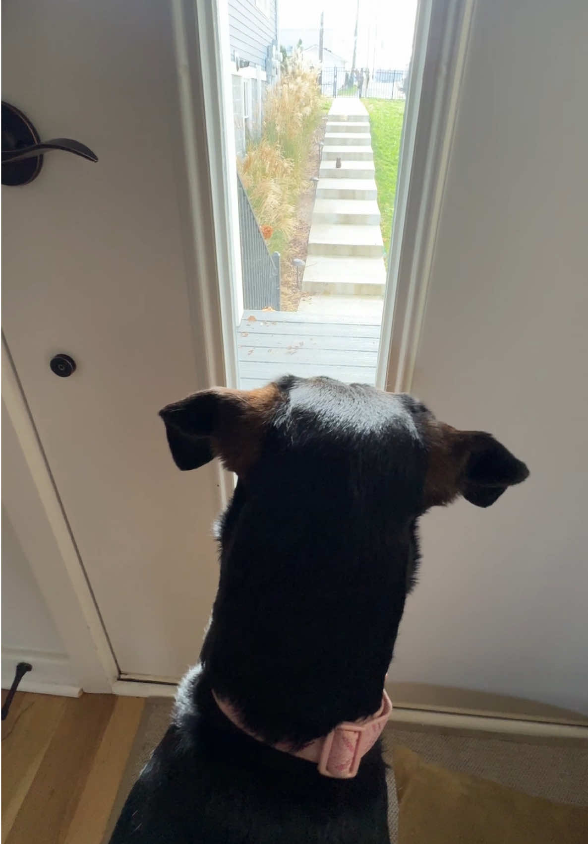 SHAKING at the sight of an apex predator right outside the door 💀 Fr our dog is not cat friendly even when it’s the sweetest little baby kitten