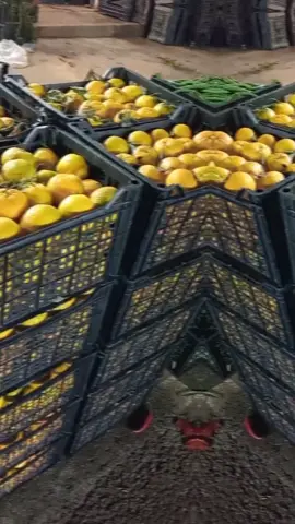 سوق جنزوار الاخضروات  بركه  108 اللهم صلي على سيدنا محمد 