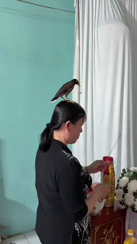 Kỳ lạ mẹ chồng sau của như lại đốt nhang con chim đậu trên