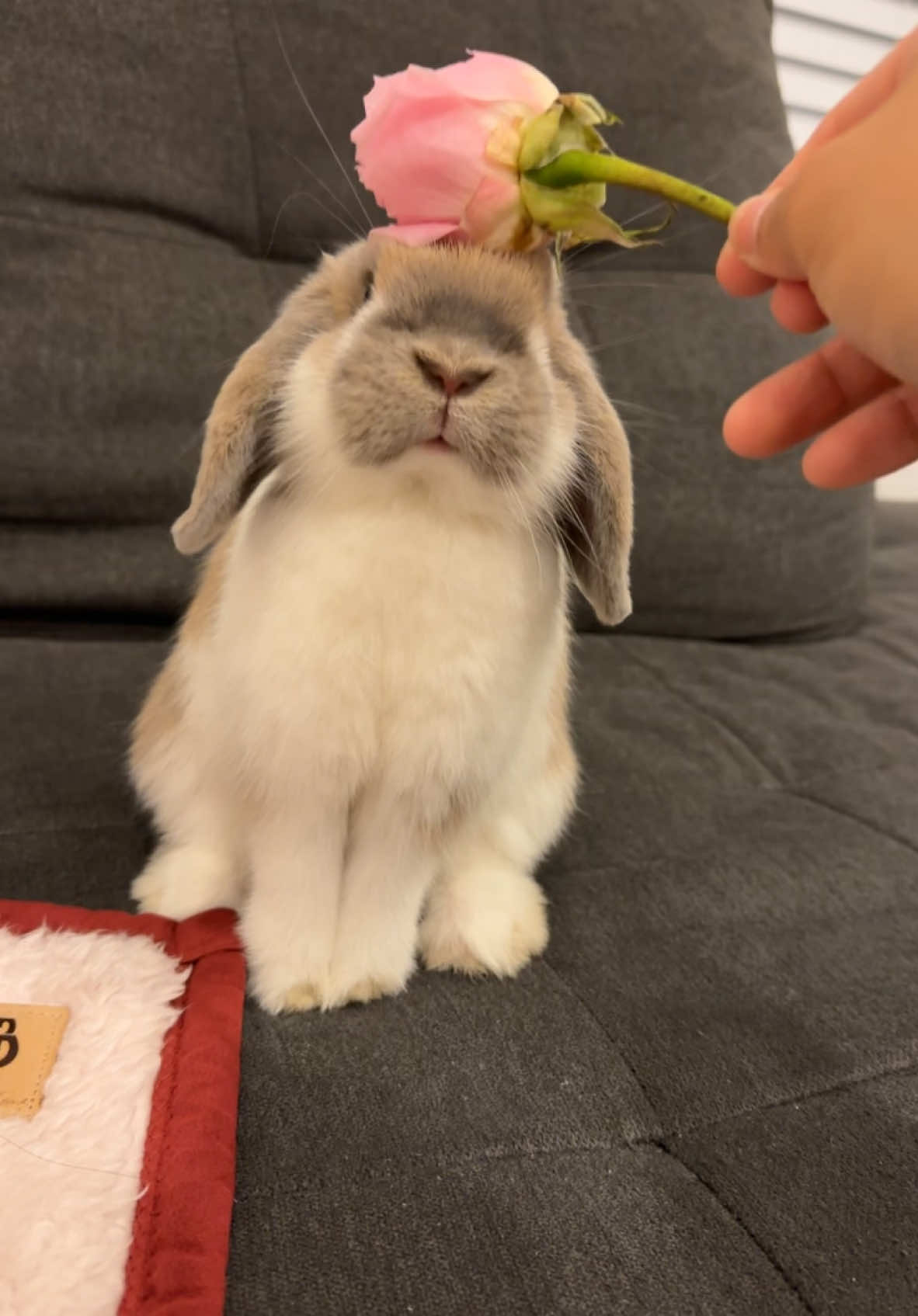 Back when Toby was a baby bun #bunny #cute #rabbit #hollandlop 