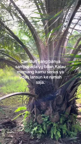 #fyppppppppppppppppppppppp #petani #petaniindonesia🇮🇩🇮🇩🇮🇩🌿🌿 #petanisawit 