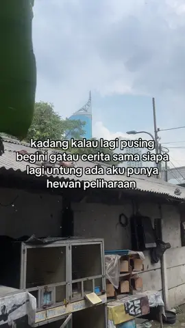 #merpatikolong #burungdara #fyp 