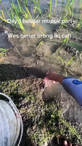 Wes bener opo urung cah 