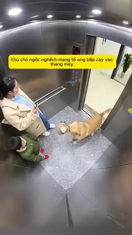 Cảm lạnh tình mẹ con #goldenretriever #senvaboss #chócute #doglife #embehaihuoc   