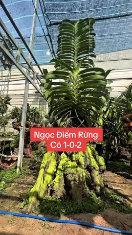 Ngọc điểm rừng chuẩn bị đón xuân #@Vuon_Lan_Cuong_Loan #VuonLanCuongLoan #LanĐộtBiến #VườnLan #LanRừng #ChămLan                 