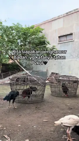 BETS🖤#solo24jam #peternakayam #blackbull #ayambangkoksuper 