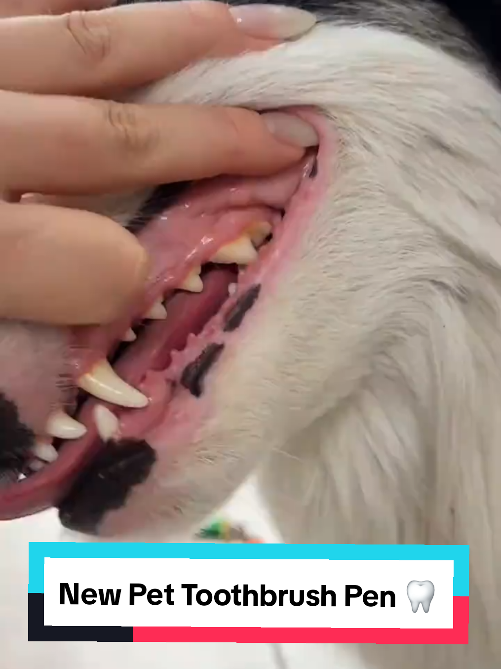 New Pet Toothbrush Pen 🦷 #christmas #dogshop #dogproducts #dogstore #petproducts #petshop #petstore #dogtoothbrush 
