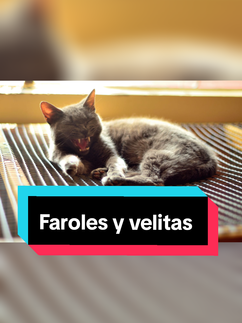 Atención Cali. En nuestro albergue para gatos te ofrecemos faroles y velas para este día de las velitas. Para hacer tu pedido déjanos un mensaje o comentario #gato #michistiktok #diadelasvelitas #faroles 