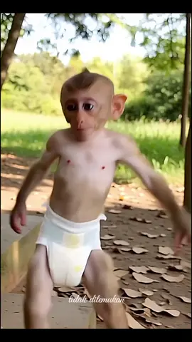 monyet pakai pempers joged #monyetlucu #jogedviral #joged #gemes #anomali 