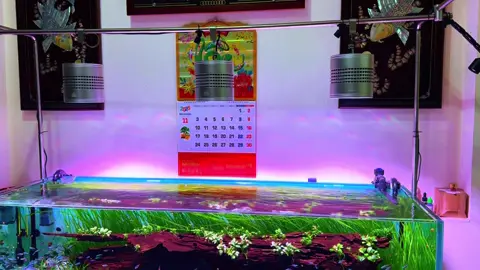 #TikTokAwardsVN #fyp #thuỷsinh #biotopeaquarium 10 điểm không có nhưng 🤣