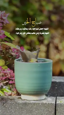#صباح_الخير اللهم اجعل صباحنا رضا وعافية وبركة اللهم بشرنا ومن نحب بكل خير ونرجوه   