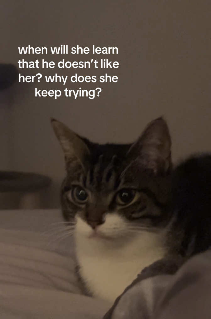 also bean is completely fine. he never actually attacks #catmom #dogmom #funnycat #funnydog 