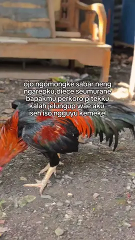 whaha ajur Wak deee #ayampluckerpakhoy #ayambangkoksuper #ayamplucker #ayampakhoy 